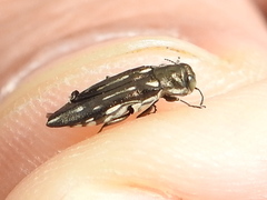 Agrilus obsoletoguttatus
