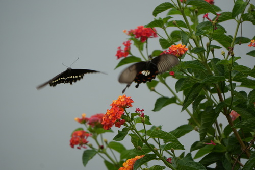 Common Mormon Swallowtail
