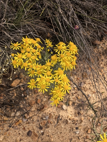 Euryops tenuissimus, photograph 3