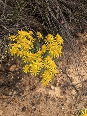 Euryops tenuissimus, photograph author not stated, no rights reserved