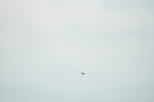 Black-eared Kite