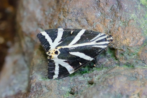 Jersey Tiger