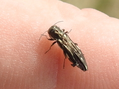 Agrilus obsoletoguttatus