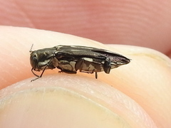 Agrilus obsoletoguttatus
