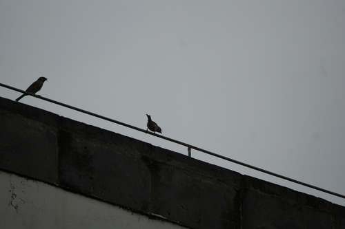 Eurasian Tree Sparrow