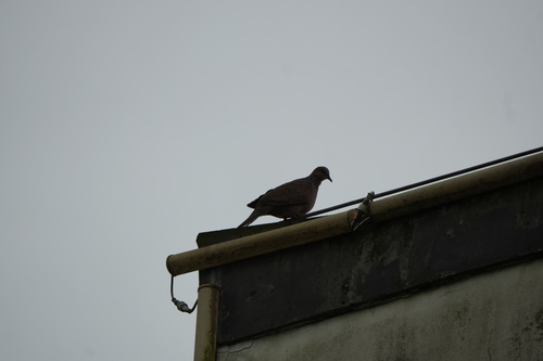 Spotted Dove