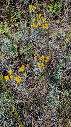 Galatella villosa, photograph 6