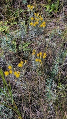 Galatella villosa, photograph (c) Анна Митрошенкова, some rights reserved (CC BY)