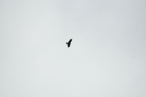 Black-eared Kite