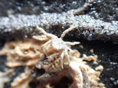 Neohymenicus pubescens