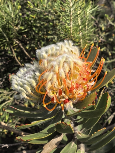 Leucospermum pluridens, photograph 3