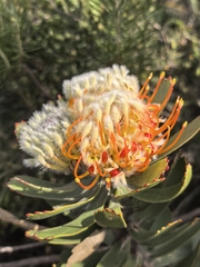 Leucospermum pluridens, photograph author not stated, no rights reserved