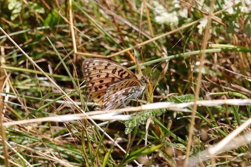 Dark Green Fritillary