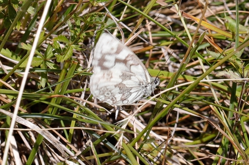 Marbled White