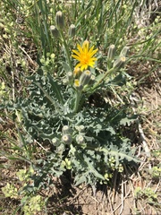 Crepis occidentalis