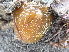 Doris wellingtonensis