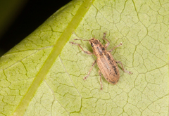 Sitona lineatus