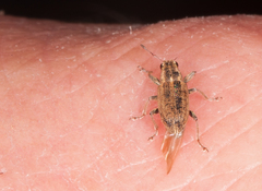 Sitona lineatus
