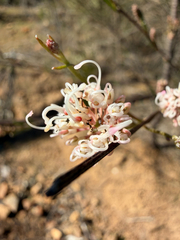 Grevillea endlicheriana