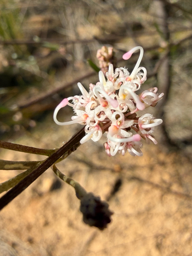 Grevillea endlicheriana, photograph 3
