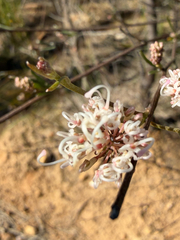 Grevillea endlicheriana, photograph (c) smathichong, some rights reserved (CC BY)
