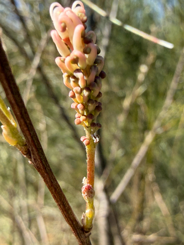 Grevillea endlicheriana, photograph 5