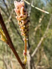 Grevillea endlicheriana, photograph (c) smathichong, some rights reserved (CC BY)