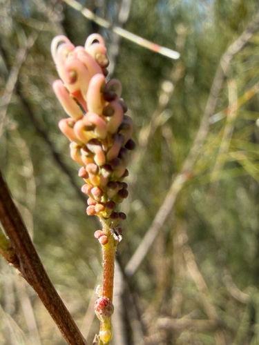Grevillea endlicheriana, photograph 6