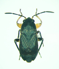 Trapezonotus arenarius