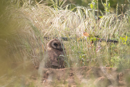 iNaturalist image