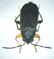 Trapezonotus arenarius