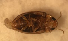 Notomicrus sharpi