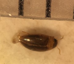 Notomicrus sharpi
