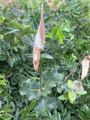 Asclepias amplexicaulis, photograph author not stated, no rights reserved