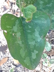 Smilax bona-nox