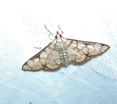Aphytoceros lucusalis