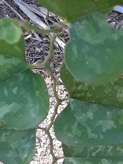 Smilax bona-nox