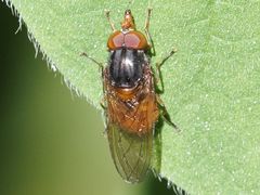 Rhingia rostrata