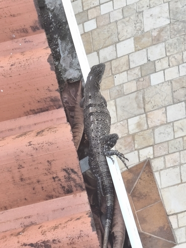 Black Spiny-tailed Iguana