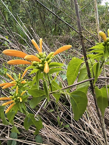 Flame vine