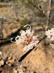 Grevillea endlicheriana, photograph (c) smathichong, some rights reserved (CC BY)