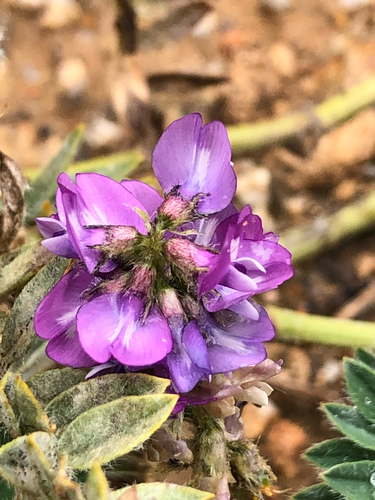 small-flowered milkvetch