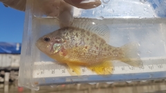 Lepomis gibbosus
