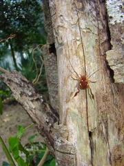 Erginulus roeweri