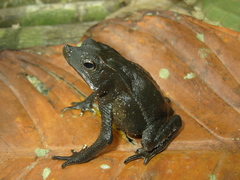 Rhinella dapsilis