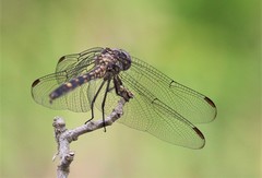 Dythemis nigrescens