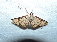 Aphytoceros lucusalis