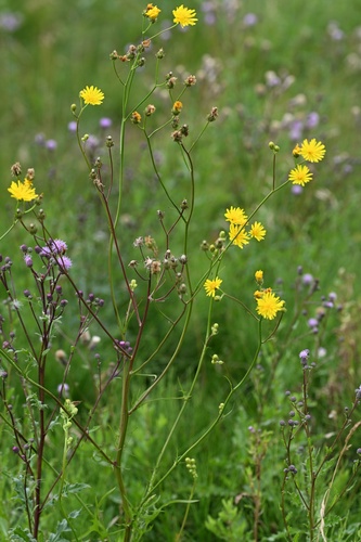 Crepis biennis, photograph 2