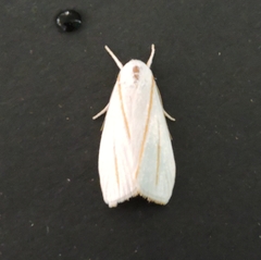 Cryptophasa flavolineata