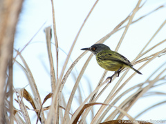 Todirostrum maculatum